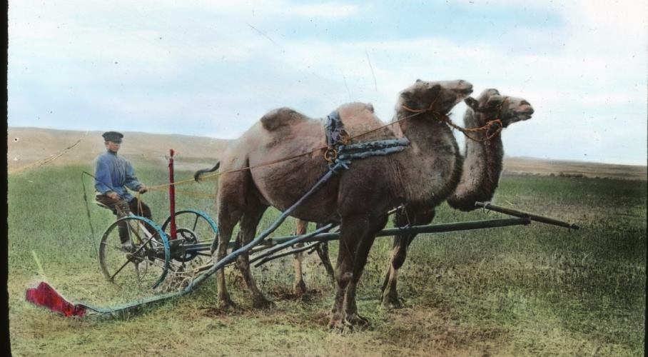 Volga German farmer with mower drawn by camels